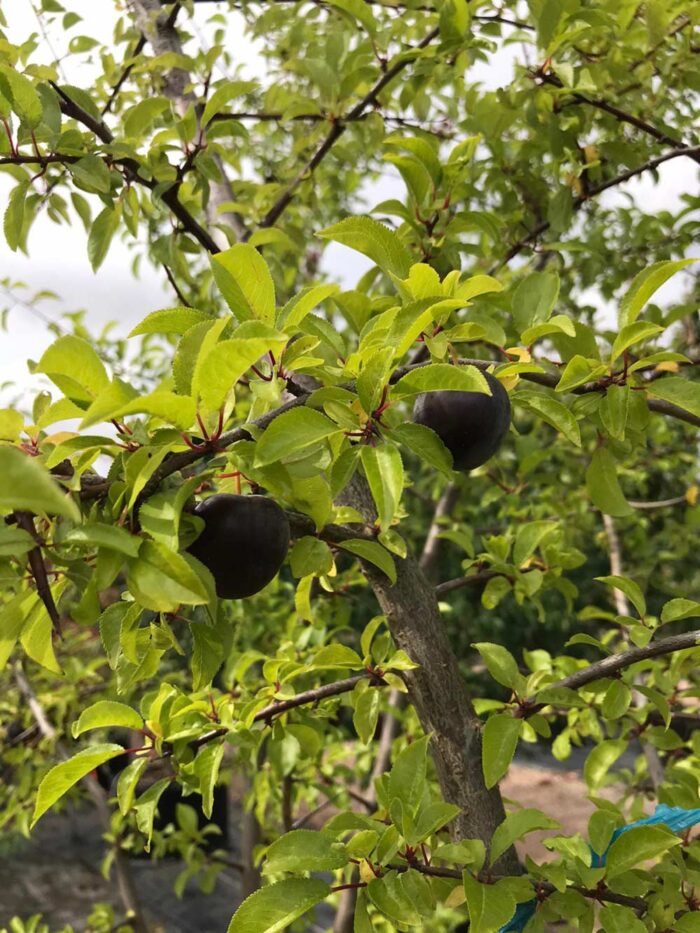 Prunus cerasifera fk Cecilia E - körsbärsplommon