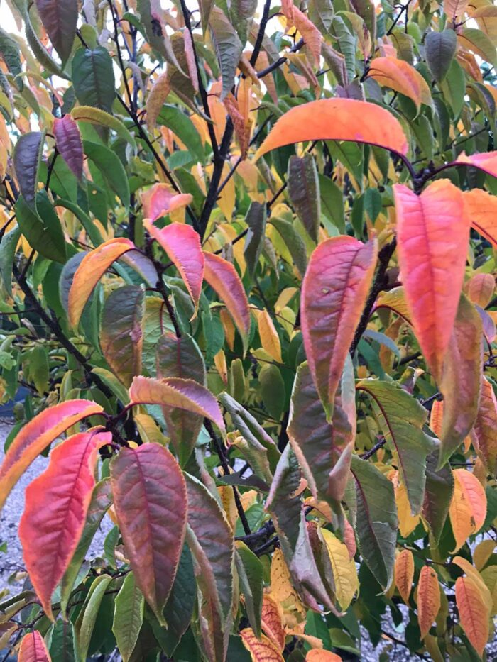 Prunus grayana fk GöteBorG E - pärlhägg