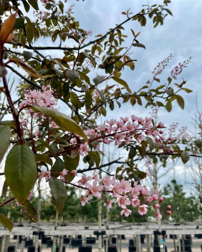 Prunus padus ‘Colorata’ - blodhägg