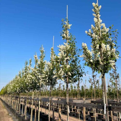 Prunus padus fk ULTUNA E, hägg Stångby Plantskola