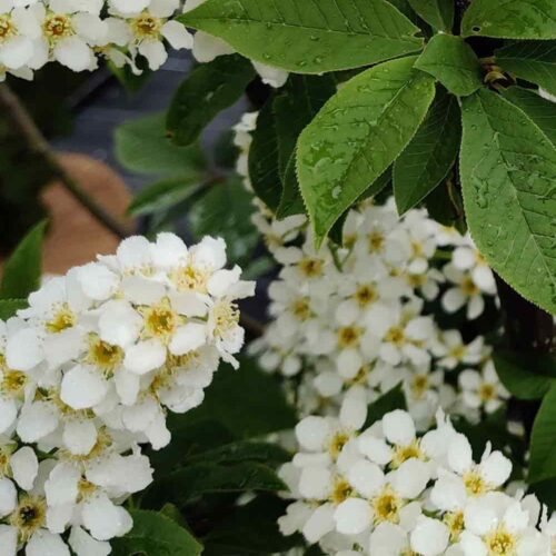 Prunus padus fk ULTUNA E, hägg Stångby Plantskola