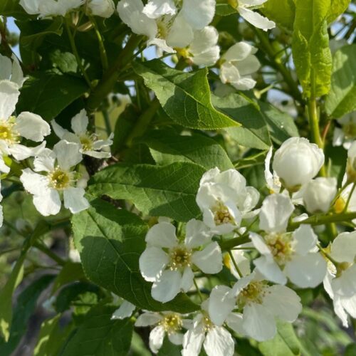 Prunus padus ssp. borealis ‘Laila’ E - hägg