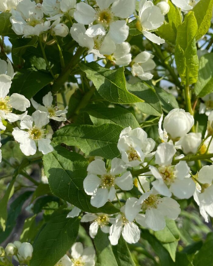 Prunus padus ssp. borealis ‘Laila’ E - hägg