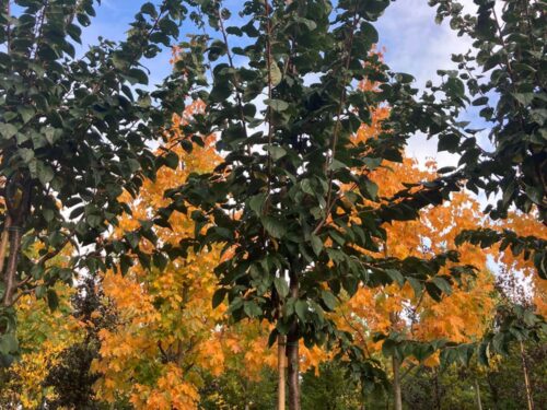 Prunus sargentii ‘Rancho’ - bergkörsbär