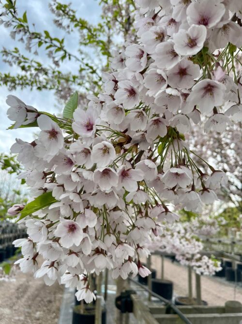 Prunus x yedoensis - tokyokörsbär