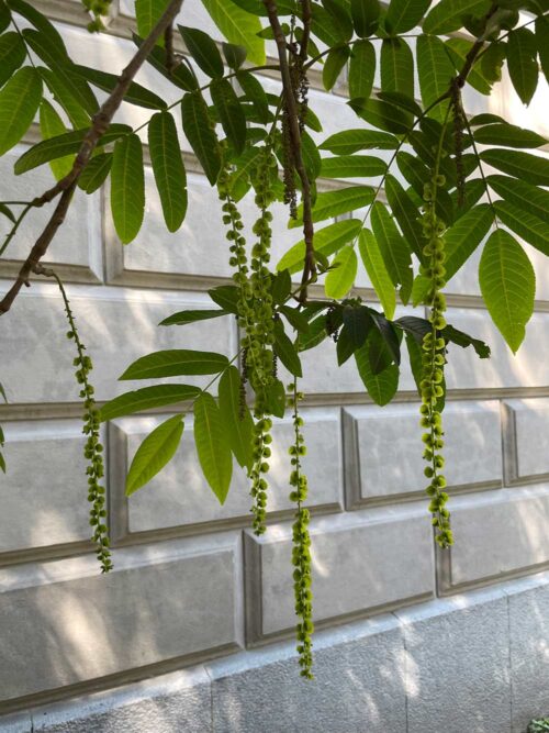 Pterocarya fraxinifolia fk Uppsala E - kaukasisk vingnöt