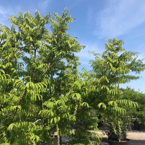 Pterocarya rhoifolia fk MEJLAN - japansk vingnöt