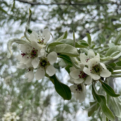 Pyrus salicifolia ‘Pendula - silverpäron