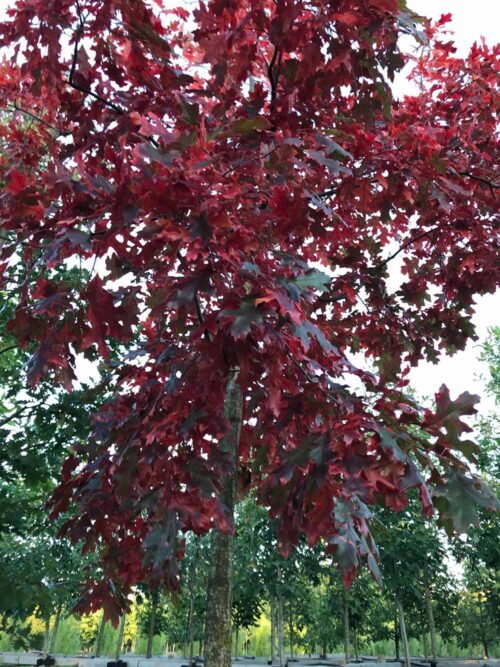 Quercus coccinea ‘Splendens’ - scharlakansek