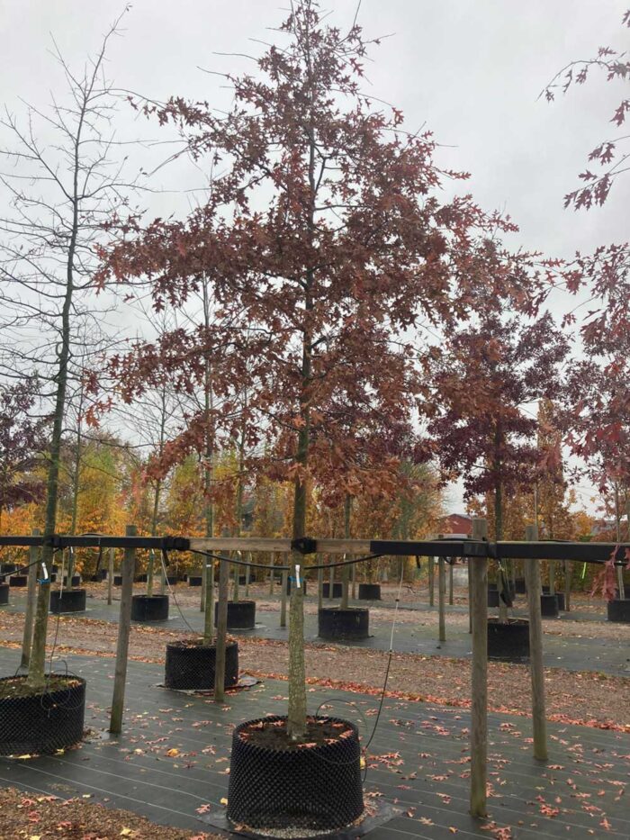 Quercus palustris - kärrek