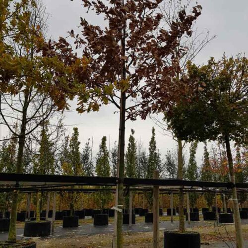 Quercus petrea fk AGDER bergek Stångby Plantskola