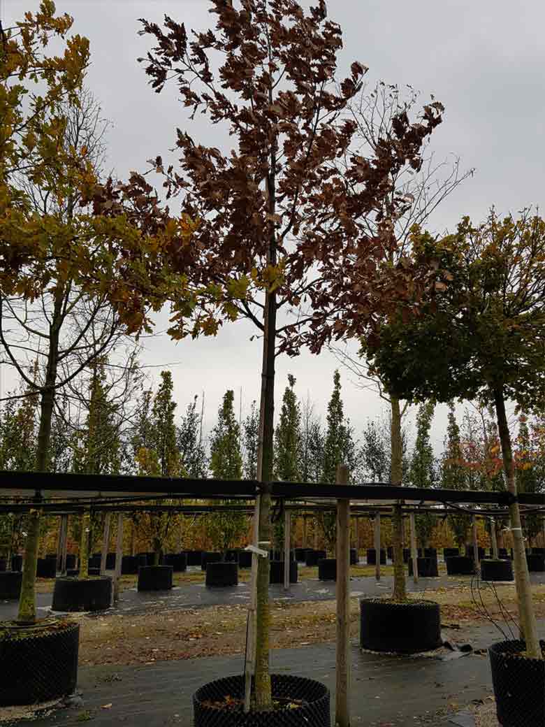 Quercus petrea fk AGDER bergek Stångby Plantskola