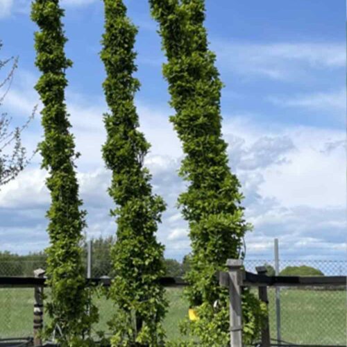Quercus robur (Fastigiata-Gruppen) ’Koster’, pelarek Stångby Plantskola
