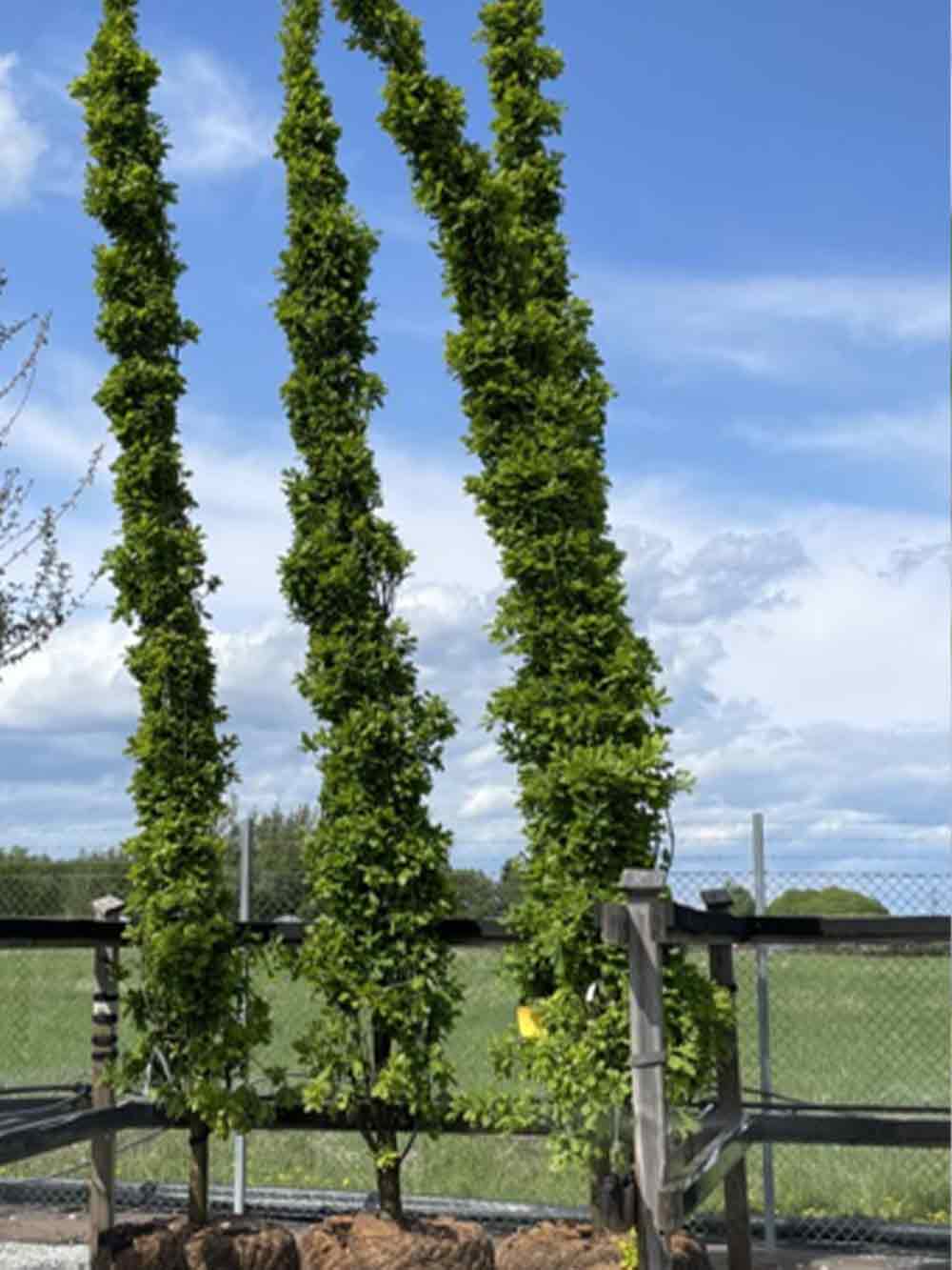 Quercus robur (Fastigiata-Gruppen) ’Koster’, pelarek Stångby Plantskola