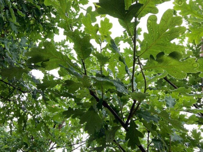 Quercus robur fk Ultuna E skogsek