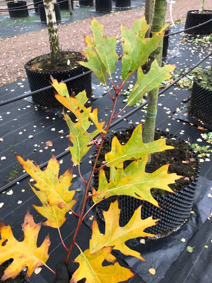 Quercus rubra E - rödek