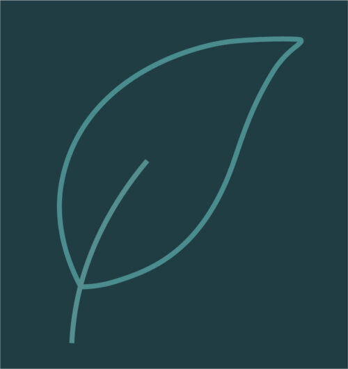 Salix acutifolia ‘Pendulifolia’