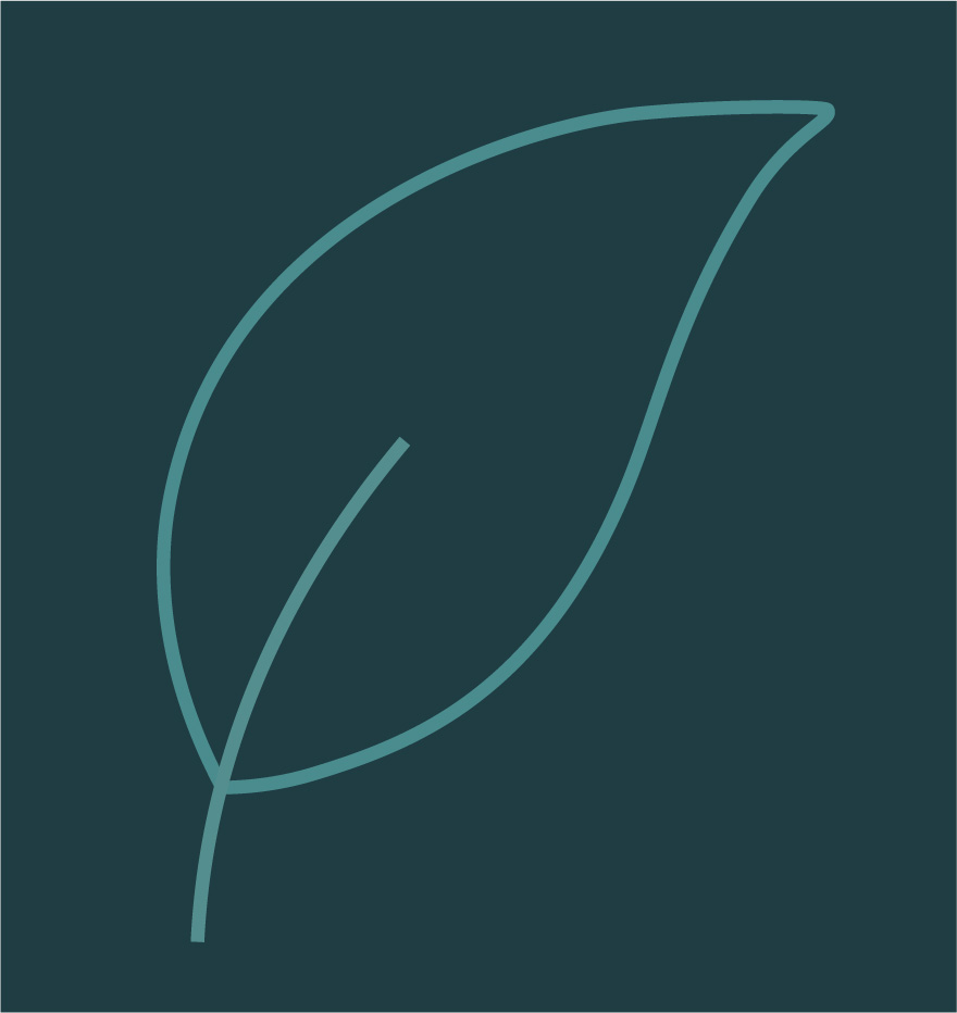 Salix acutifolia ‘Pendulifolia’