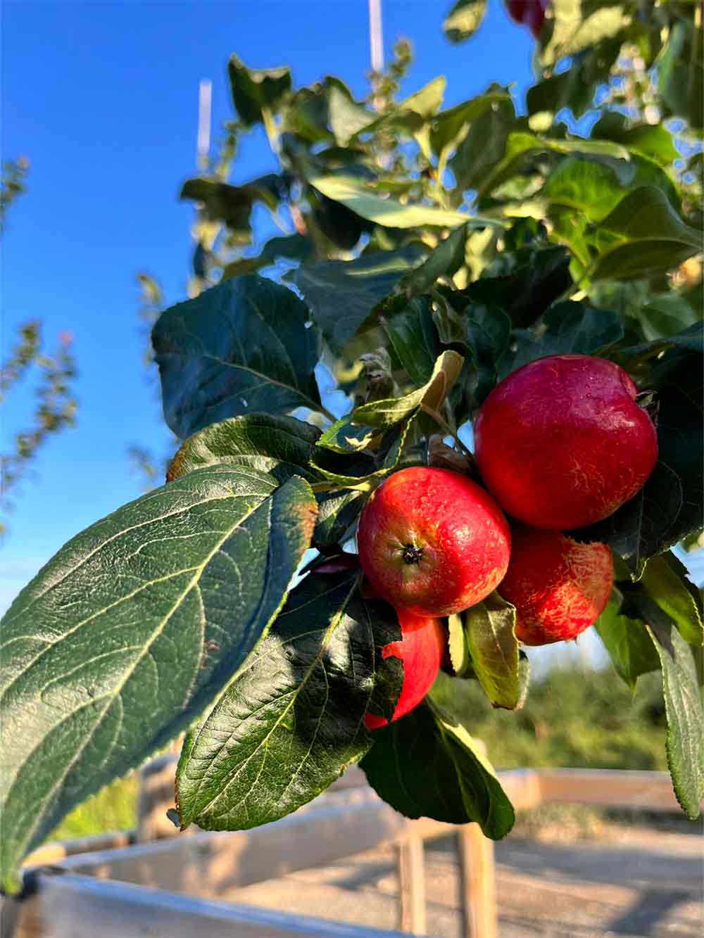 Malus 'Rescue' - barnäpple