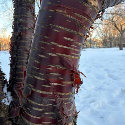 Prunus serrula - glanskörsbär Stångby Plantskola
