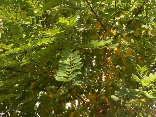 Robinia pseudoacacia ‘Bessoniana’ - robinia