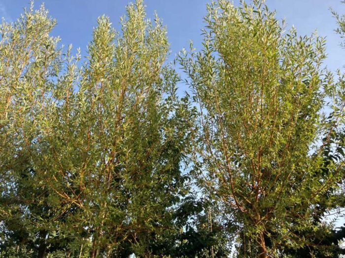 Salix alba var. chermesina ‘Vinterglöd’ E - korallpil
