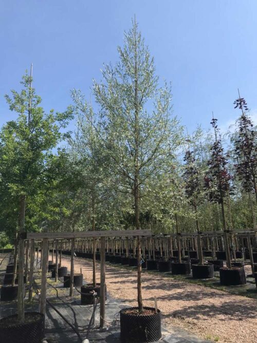Salix alba var sericea Boden silver® E (’Ep Salbosi’) - silverpil