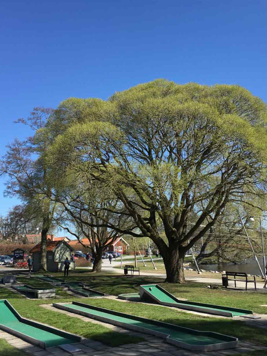 Salix fragilis ‘Bullata’, bollpil Stångby Plantskola