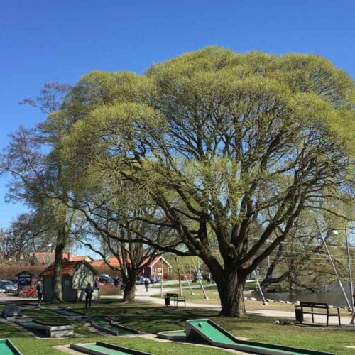 Salix fragilis ‘Bullata’, bollpil Stångby Plantskola