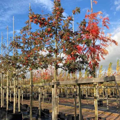 Sorbus ’Astrid’ E, prydnadsrönn Stångby Plantskola