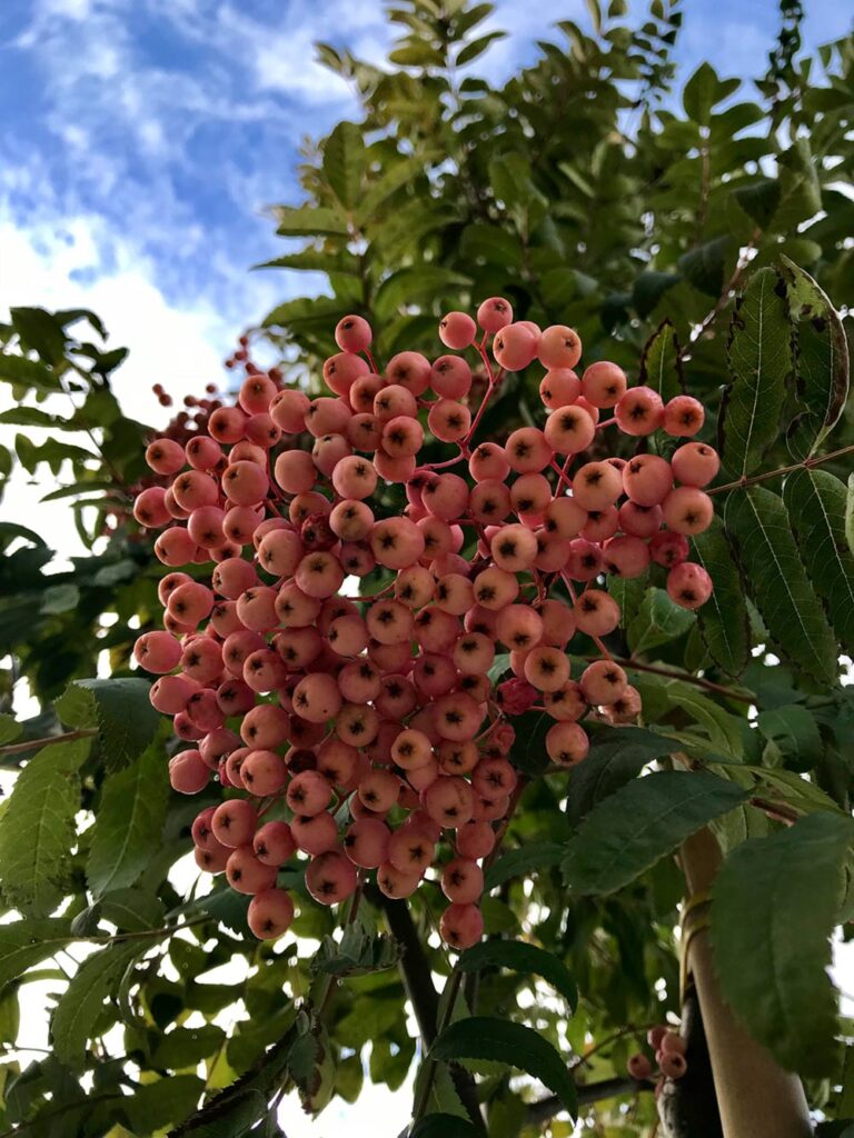 Sorbus ’Rosmari’ E - Stångby Plantskola