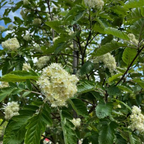 Sorbus x thuringiaca ‘Fastigiata’ E, rundoxel Stångby Plantskola