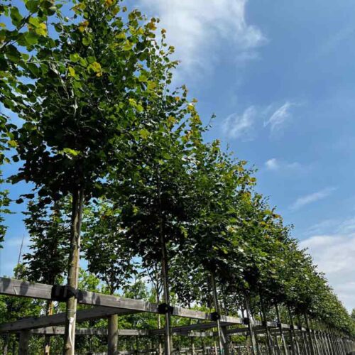 Tilia cordata ‘Rancho’, skogslind Stångby Plantskola
