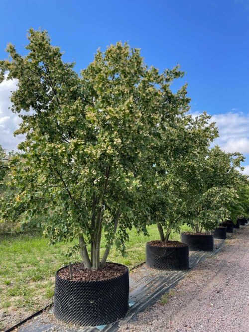 Tilia mongolica - mongolisk lind