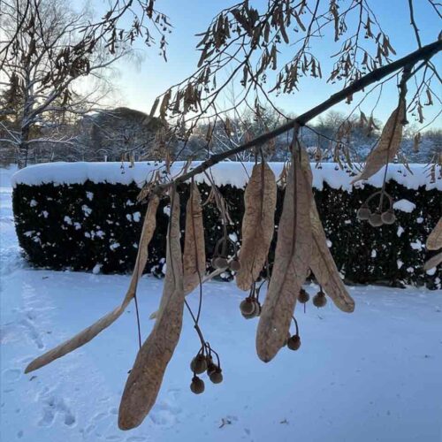 Tilia tomentosa, silverlind Stångby Plantskola