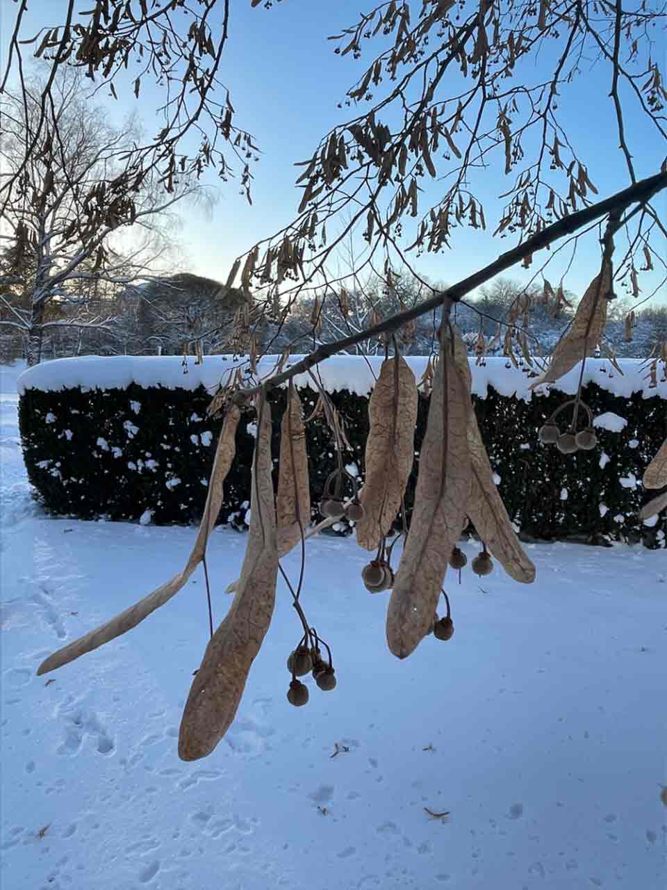 Tilia tomentosa, silverlind Stångby Plantskola