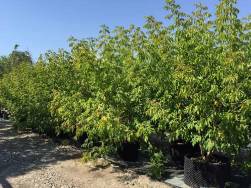 Acer negundo fk Alnarp E - asklonn