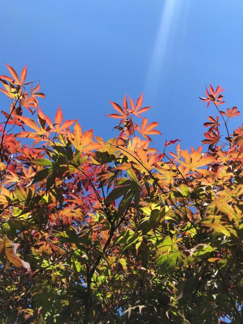 Acer palmatum Atropurpureum - japansk blodlonn