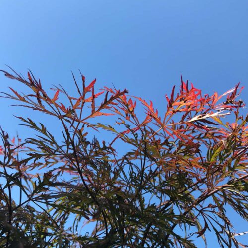 Acer palmatum Garnet - japansk blodlonn