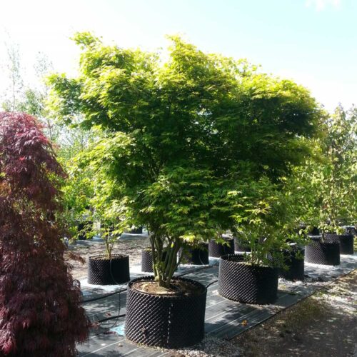 Acer palmatum - japansk lönn