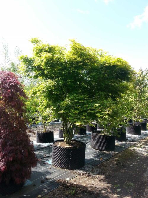 Acer palmatum - japansk lönn