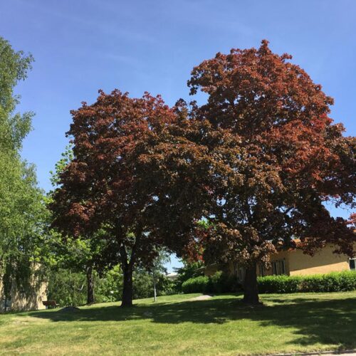 Acer platanoides ‘Deborah’ - skogslönn