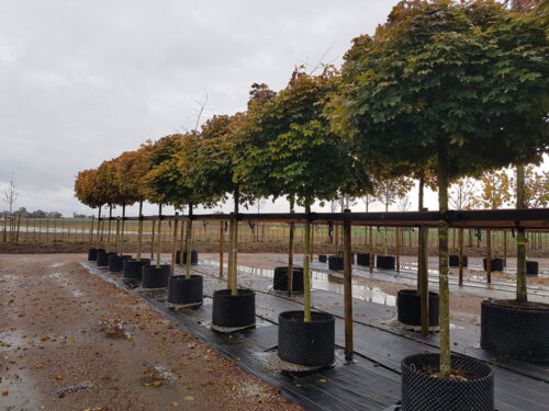 Acer platanoides ‘Globosum’ - klotlönn