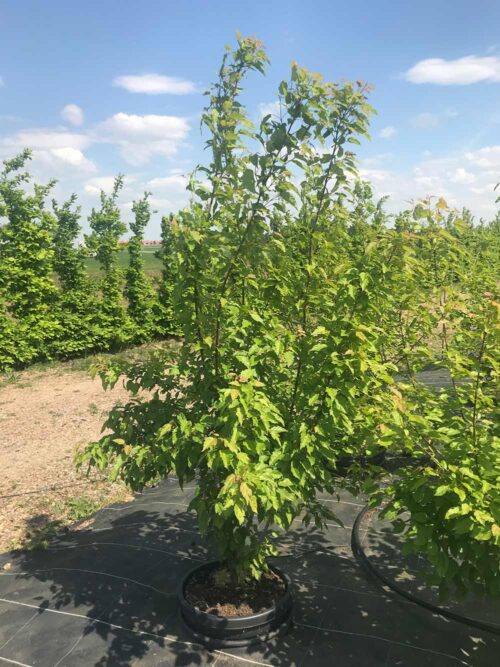 Acer tataricum fk FALUN E - rysk lönn