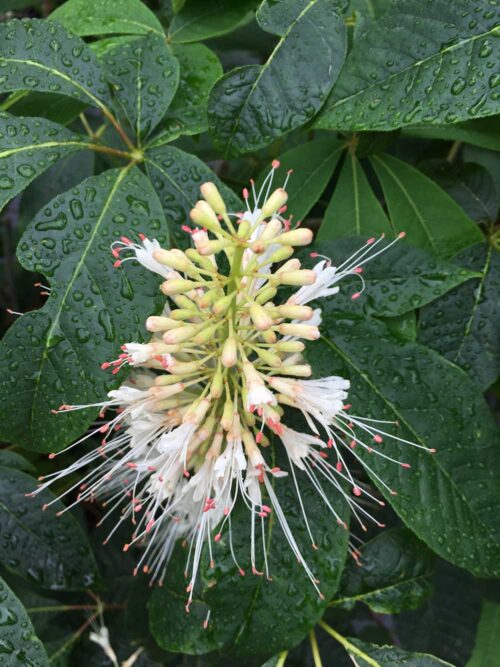 Aesculus parviflora småblommig - hästkastanj