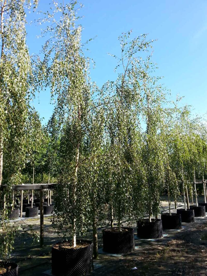 Betula Pendula ‘tristis Hängbjörk Stångby Plantskola