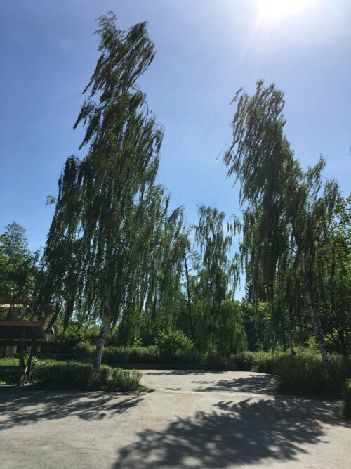 Betula pendula ‘Tristis’ - hängbjörk