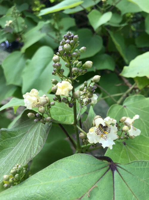 Catalpa bignonioides - katalpa