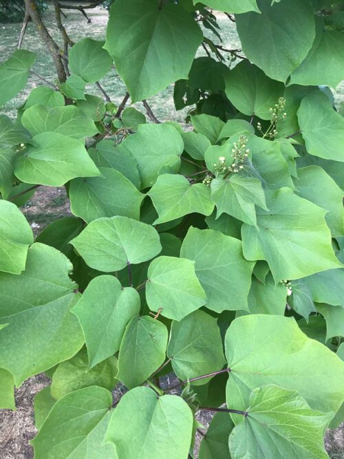 Catalpa bignonioides - katalpa