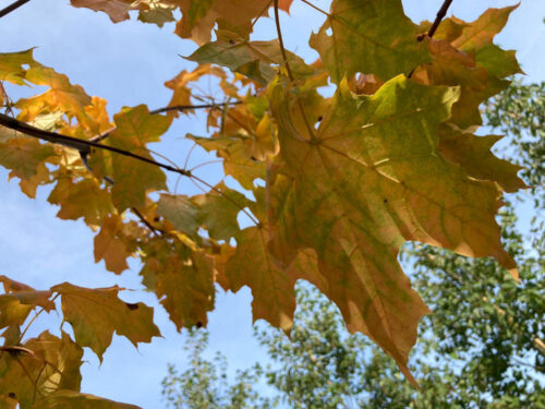 Acer platanoides fk Pernilla E - skogslönn